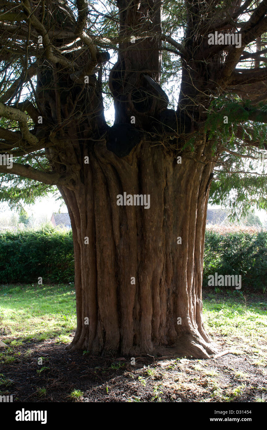 Old yew tree, St. Barbara`s churchyard, Ashton-under-Hill, Worcestershire, England, UK Stock Photo